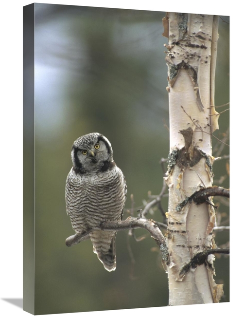 Global Gallery GCS-451843-1624-142 16 x 24 in. Northern Hawk Owl Perch