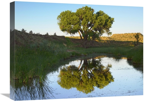 Global Gallery GCS-396579-1824-142 18 x 24 in. Tree Reflecting in Cree