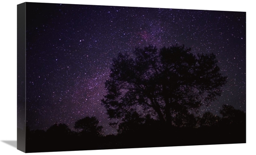 Global Gallery GCS-396047-1624-142 16 x 24 in. Starry Sky with Silhoue