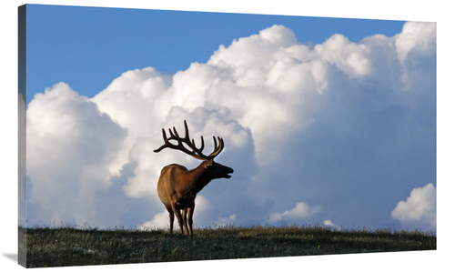 Global Gallery GCS-486540-44-142 44 in. Elk & the Gathering Storm Art 
