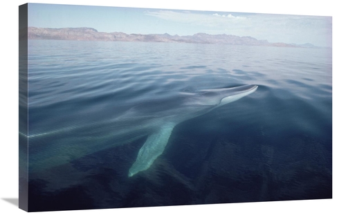 Global Gallery GCS-450569-2030-142 20 x 30 in. Fin Whale Surfacing&#44