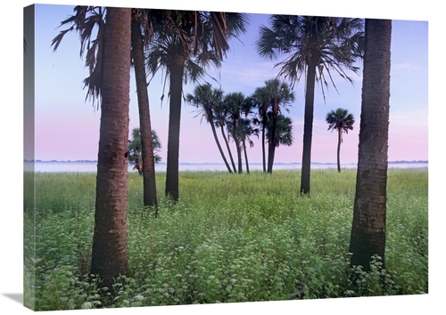 Global Gallery GCS-452269-2432-142 24 x 32 in. Cabbage Palm Meadow&#44