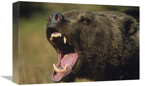 Global Gallery GCS-396046-1218-142 12 x 18 in. Grizzly Bear Calling&#4