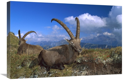 Global Gallery GCS-452627-2030-142 20 x 30 in. Alpine Ibex Males in th