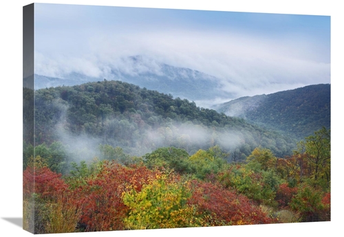 Global Gallery GCS-397205-1824-142 18 x 24 in. Broadleaf Forest in Fal