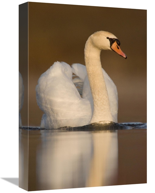 Global Gallery GCS-397381-1218-142 12 x 18 in. Mute Swan Swimming,