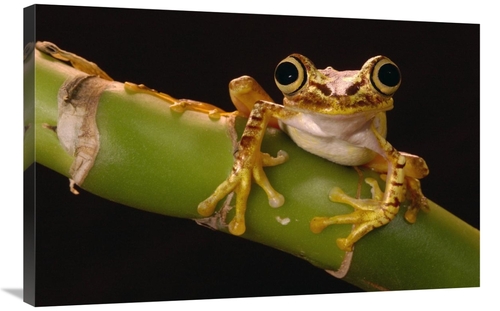 Global Gallery GCS-453181-2436-142 24 x 36 in. Chachi Tree Frog Adult&
