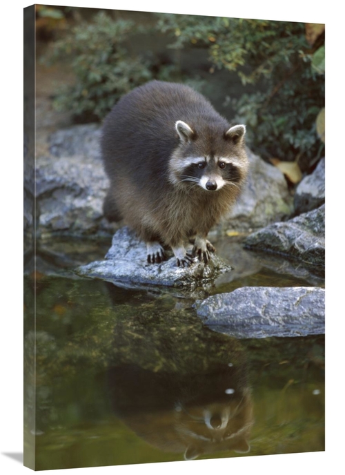 Global Gallery GCS-452631-2436-142 24 x 36 in. Raccoon At Waters Edge&