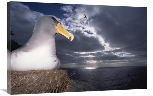 Global Gallery GCS-451776-2436-142 24 x 36 in. Chatham Albatrosses Nes