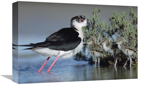 Global Gallery GCS-396590-1218-142 12 x 18 in. Black-Winged Stilt Moth