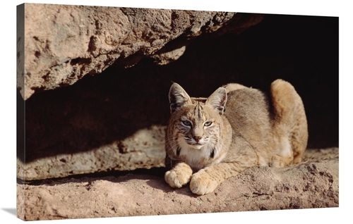 Global Gallery GCS-451956-2436-142 24 x 36 in. Bobcat Adult Resting on