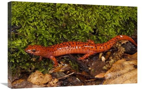 Global Gallery GCS-397911-2030-142 20 x 30 in. Red Salamander, Nat