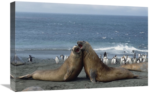 Global Gallery GCS-452454-1624-142 16 x 24 in. Southern Elephant Seal 