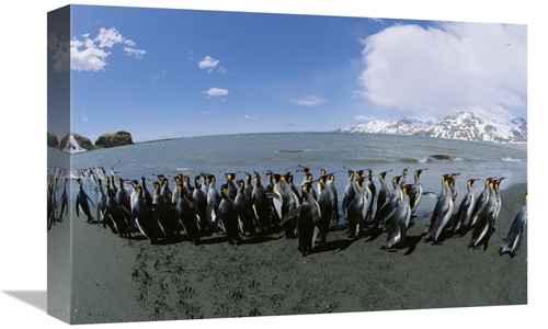 Global Gallery GCS-452413-1218-142 12 x 18 in. King Penguin Colony Alo