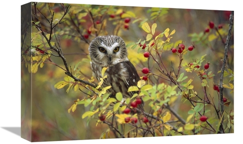 Global Gallery GCS-396918-1218-142 12 x 18 in. Northern Saw-Whet Owl P