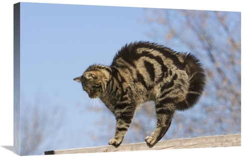 Global Gallery GCS-452586-2030-142 20 x 30 in. House Cat with Raised H
