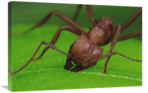 Global Gallery GCS-450767-2030-142 20 x 30 in. Leafcutter Ant Worker C