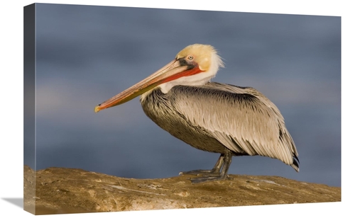Global Gallery GCS-453342-1624-142 16 x 24 in. Brown Pelican Adult&#44