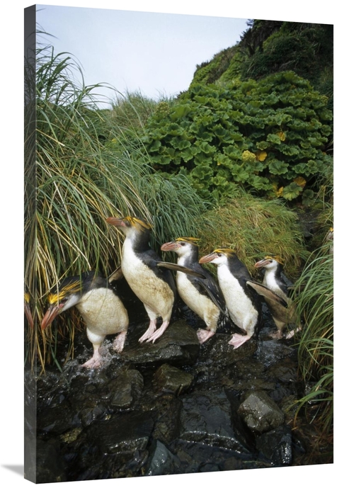 Global Gallery GCS-451071-2436-142 24 x 36 in. Royal Penguin Group Com