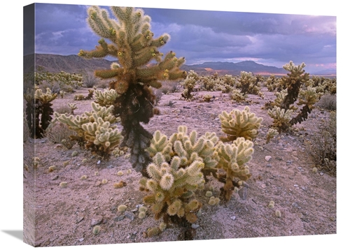 Global Gallery GCS-396617-1824-142 18 x 24 in. Teddy Bear Cholla Cacti