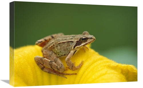 Global Gallery GCS-452570-1624-142 16 x 24 in. Agile Frog on Flower&#4