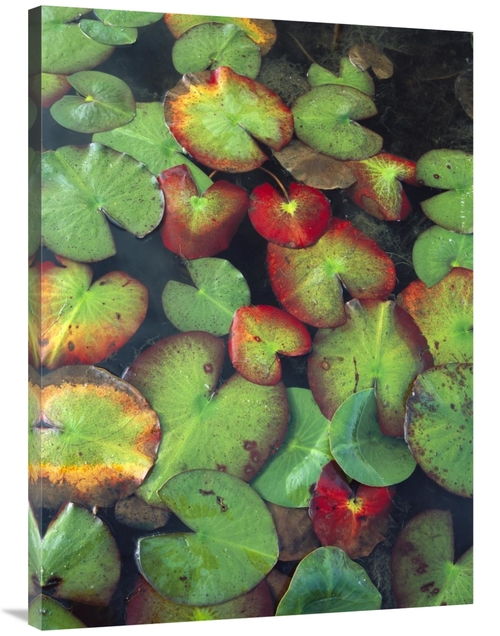 Global Gallery GCS-452064-3040-142 30 x 40 in. Yellow Pond Lily Floati