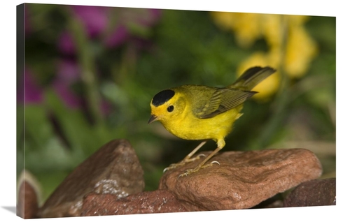 Global Gallery GCS-398302-2436-142 24 x 36 in. Wilsons Warbler Male&#4