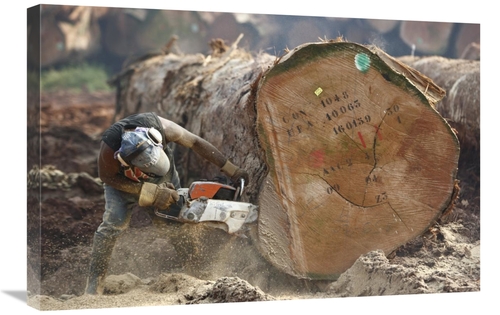 Global Gallery GCS-398086-2030-142 20 x 30 in. Logger Cutting Trunk of