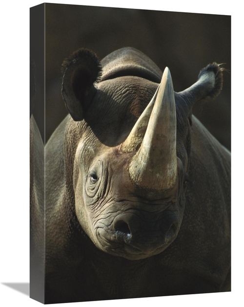 Global Gallery GCS-450840-1218-142 12 x 18 in. Black Rhinoceros Portra