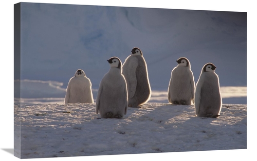 Global Gallery GCS-451128-2030-142 20 x 30 in. Emperor Penguin Chicks 