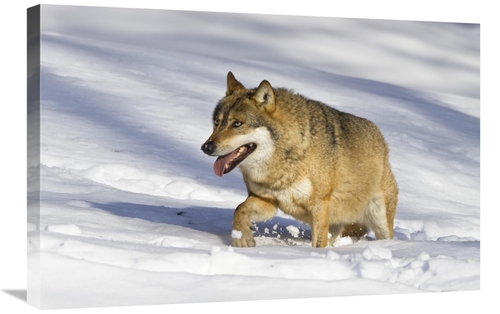 Global Gallery GCS-398513-2030-142 20 x 30 in. Wolf Walking in Snow&#4