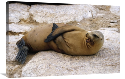 Global Gallery GCS-452432-2436-142 24 x 36 in. Galapagos Sea Lion Call