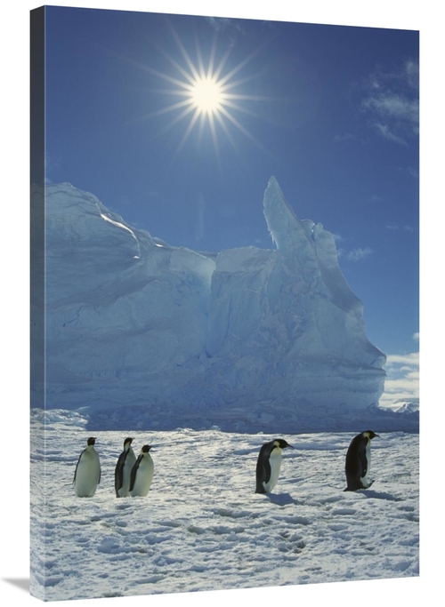 Global Gallery GCS-395598-2436-142 24 x 36 in. Emperor Penguin Commute