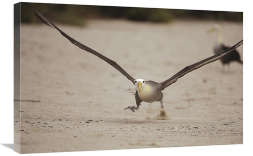 Global Gallery GCS-451370-2030-142 20 x 30 in. Waved Albatross Using B