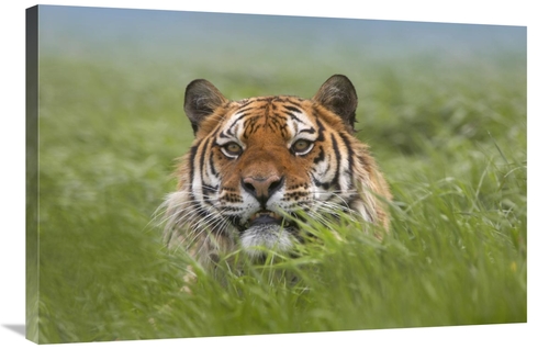 Global Gallery GCS-396153-2436-142 24 x 36 in. Siberian Tiger Snarling