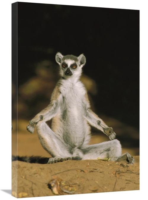 Global Gallery GCS-452648-2030-142 20 x 30 in. Ring-Tailed Lemur Sunni