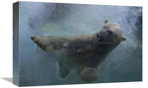 Global Gallery GCS-450888-1218-142 12 x 18 in. Polar Bear Swimming Und