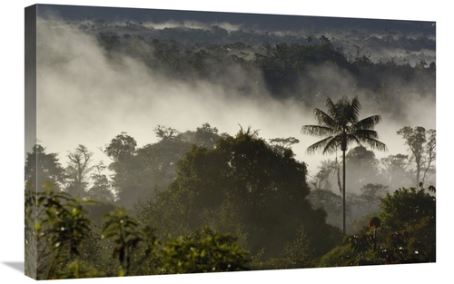 Global Gallery GCS-397954-2030-142 20 x 30 in. Cloud Forest Vegetation