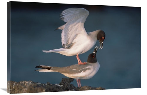 Global Gallery GCS-451519-2436-142 24 x 36 in. Swallow-Tailed Gull Pai