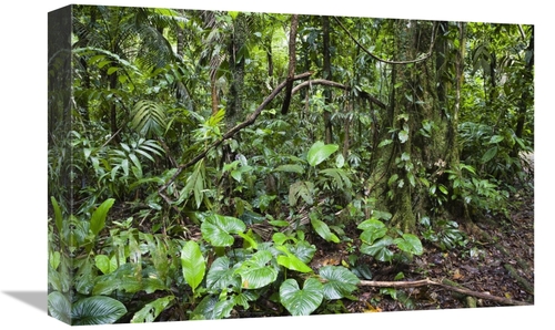 Global Gallery GCS-452673-1218-142 12 x 18 in. Lowland Rainforest,