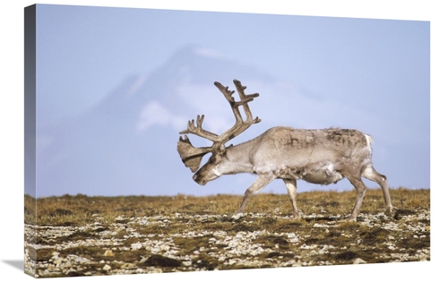 Global Gallery GCS-451305-2030-142 20 x 30 in. Svalbard Reindeer Bull 