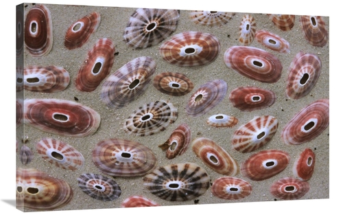 Global Gallery GCS-398247-2436-142 24 x 36 in. Keyhole Limpet Shells o