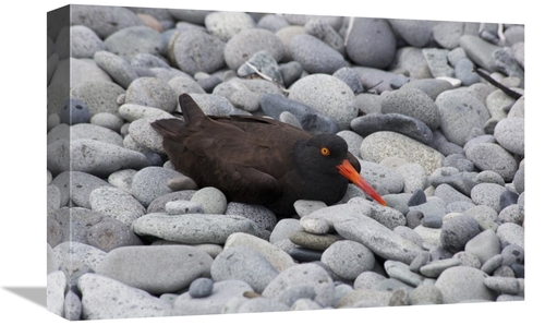 Global Gallery GCS-395445-1218-142 12 x 18 in. Black Oystercatcher on 
