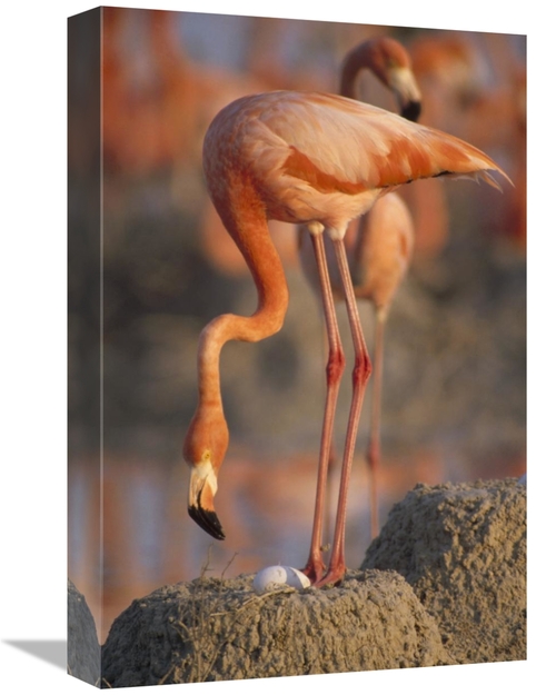 Global Gallery GCS-452872-1218-142 12 x 18 in. Greater Flamingo with E