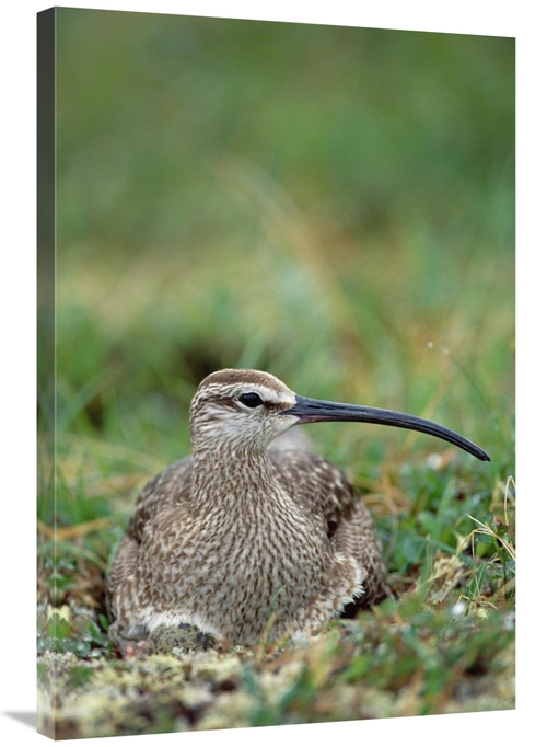 Global Gallery GCS-451909-2436-142 24 x 36 in. Whimbrel Nesting on Tun