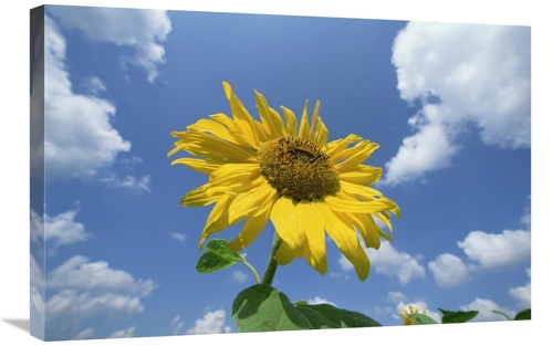 Global Gallery GCS-398486-2030-142 20 x 30 in. Common Sunflower with B