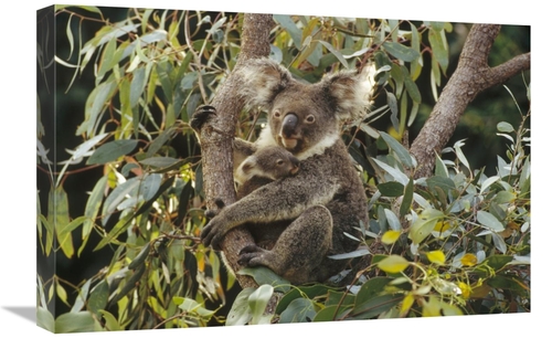 Global Gallery GCS-452881-1624-142 16 x 24 in. Koala Mother & Three Mo