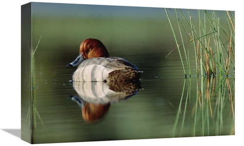 Global Gallery GCS-396466-1218-142 12 x 18 in. Redhead Duck Male with 