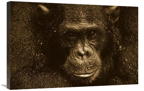 Global Gallery GCS-453709-2436-142 24 x 36 in. Chimpanzee Called Frodo