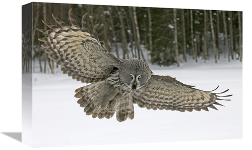 Global Gallery GCS-398260-1218-142 12 x 18 in. Great Grey Owl, Fin